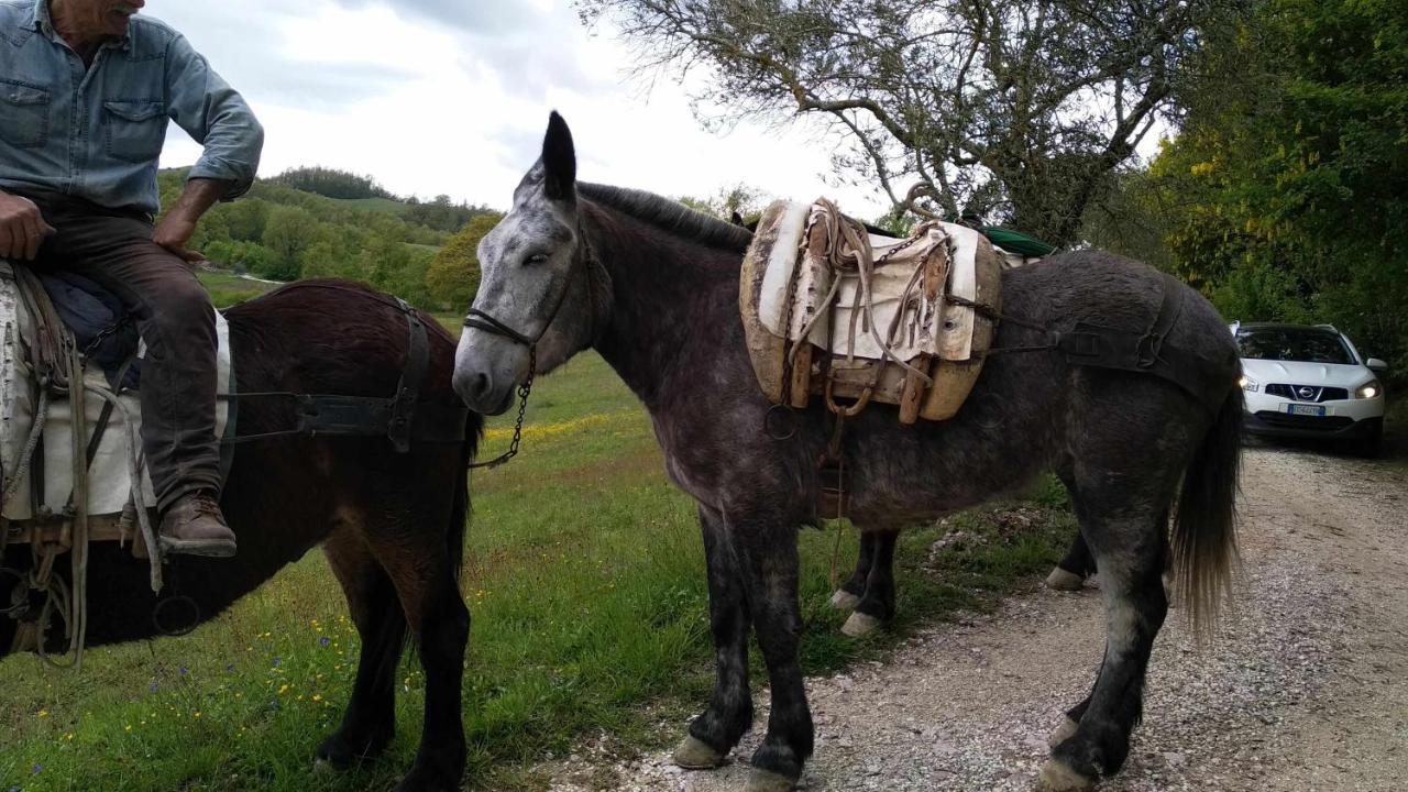 Agriturismo Montesalce Βίλα Γκούμπιο Εξωτερικό φωτογραφία